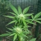 Space Cookies Auto feminisierte Samen (Delicious Seeds)