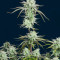 Strawberry Banana Auto feminisierte Samen (Fast Buds)