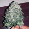 THC Bomb Auto (Bomb Seeds) Cannabis-Samen