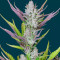 Wedding Glue Auto feminisierte Samen (Fast Buds)