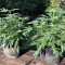 Z (Original Sensible Seeds) Cannabis-Samen