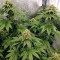 Z (Original Sensible Seeds) Cannabis-Samen