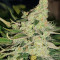 Zombie Death Fuck (BlimBurn Seeds) Cannabis-Samen