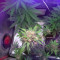 Auto Monster Mass (Critical Mass Collective Seeds) Cannabis-Samen