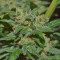 Mexican Airlines Auto (Fast Buds) Cannabis-Samen