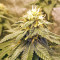 Amnesia (Seedstockers) Cannabis-Samen