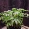 Big Stilton Auto (Big Head Seeds) Cannabis-Samen