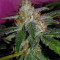 Buddha Magnum Auto regular (Buddha Seeds) Cannabis-Samen