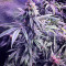 Chem Berry D regular (Dark Horse Genetics) Cannabis-Samen