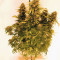 Cluster Bomb (Bomb Seeds)