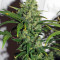 Destroyer Regular (CannaBioGen) Cannabis-Samen