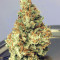 Dreamberry Auto (Auto Seeds) Cannabis-Samen
