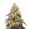 French Cookies (T.H. Seeds) Cannabis-Samen