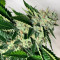Ghost Train Haze #1 (Rare Dankness Seeds) Cannabis-Samen