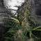 Lemonberry Haze Auto (Original Sensible Seeds) Cannabis-Samen