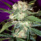 Mango Haze Regular (Mr. Nice Seedbank) Cannabis-Samen