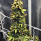 NL Auto (G13 Labs) Cannabis-Samen