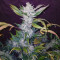 NYC Diesel regular (Soma Seeds) Cannabis-Samen