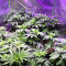 Purple Punch (Big Head Seeds) Cannabis-Samen
