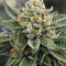 Skywalka Ghost Kush (Big Head Seeds) Cannabis-Samen