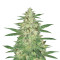Tonic Ryder Auto (World of Seeds) Cannabis-Samen