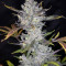 Wedding Cake Auto (Original Sensible Seeds) Cannabis-Samen