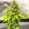 Candy Kush Fast Version feminisierte Samen (EGS)