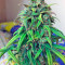 Exodus Cheese Auto (GHS) Cannabis-Samen