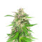 Jealousy Kush feminisierte Samen (Seedkeepers)