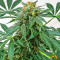 Kali Banner feminisierte Samen (AlphaFem Seeds)
