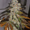 Meringue (Dutch Passion) Cannabis-Samen