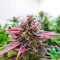 Original Glue (Nirvana Seeds) Cannabis-Samen