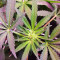 Red Hot Cookies feminisiertes Saatgut (Sweet Seeds)