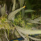 Apple Betty Auto Cannabis-Samen Kaufen
