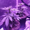 LSD Cannabis-Samen Kaufen