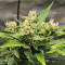 Bruce Banner #3 Auto Cannabis-Samen Kaufen