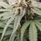Tangie'matic Auto (Fast Buds) Cannabis-Samen zu verkaufen