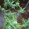 West Coast O.G. Auto (Fast Buds) Cannabis-Samen zu verkaufen