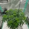 Kaufe Grandmommy Purple Samen feminisiert von Herbies Seeds