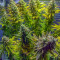 Franco's Lemon Cheese (GHS) Cannabis-Samen zu verkaufen