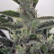 GG#4 Original Glue Auto Cannabis-Samen Kaufen