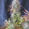 Super Lemon Haze Auto (Green House Seeds)