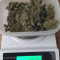 Amnesia XXL Autoflowering (Dinafem Seeds) Cannabis-Samen zu verkaufen