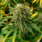 Blue Sunset Sherbert Cannabis-Samen Kaufen