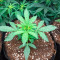 Gorilla Cookies Auto (Fast Buds) Cannabis-Samen zu verkaufen