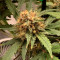 Wedding Glue Auto (Fast Buds) Cannabis-Samen zu verkaufen