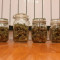 Pineapple Express Auto (Fast Buds) Cannabis-Samen zu verkaufen