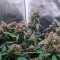 GG#4 Original Glue Auto Cannabis-Samen Kaufen