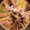 Kaufe Red Hot Cookies Samen feminisiert von Sweet Seeds