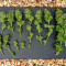 Fast Bud Auto (Sweet Seeds) Cannabis-Samen zu verkaufen